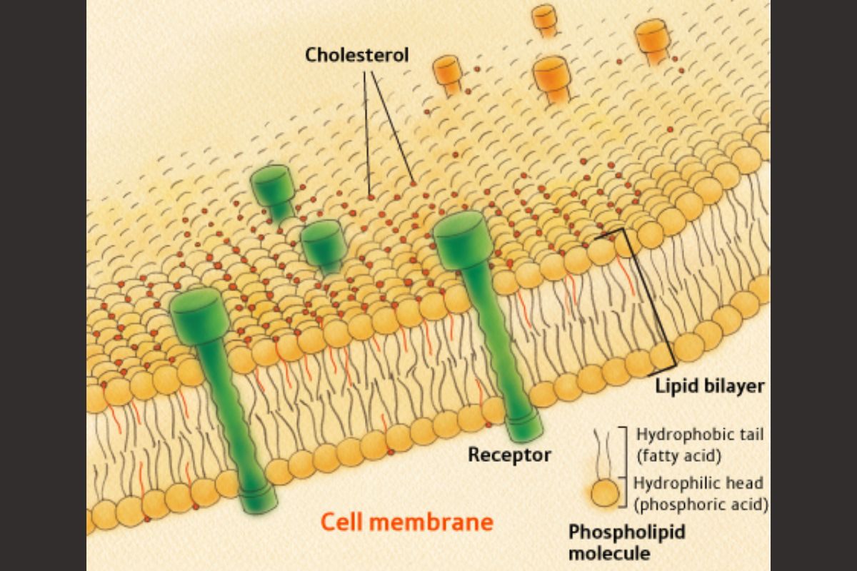 Phospholipid trong tôm