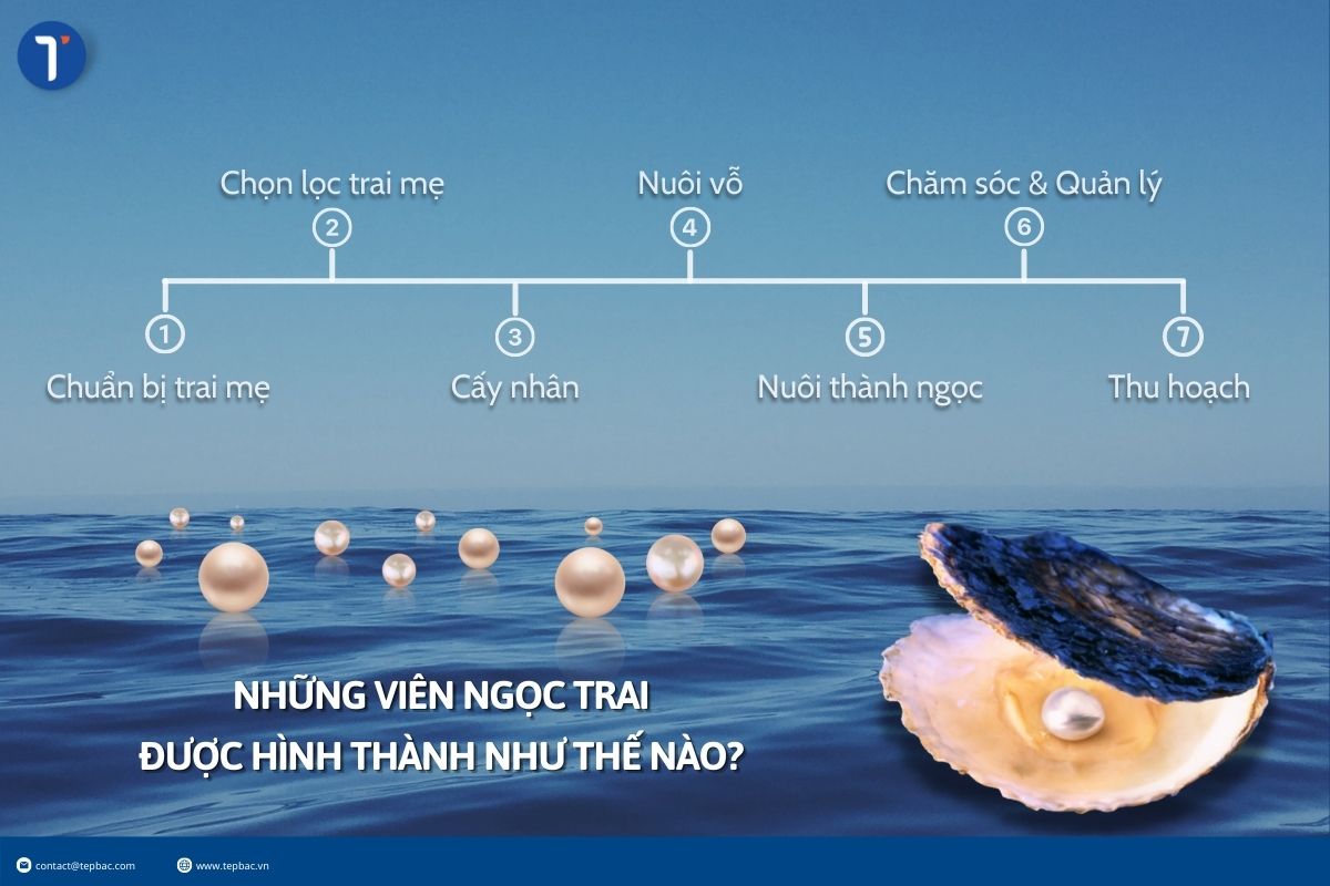 Quy trình nuôi trai lấy ngọc