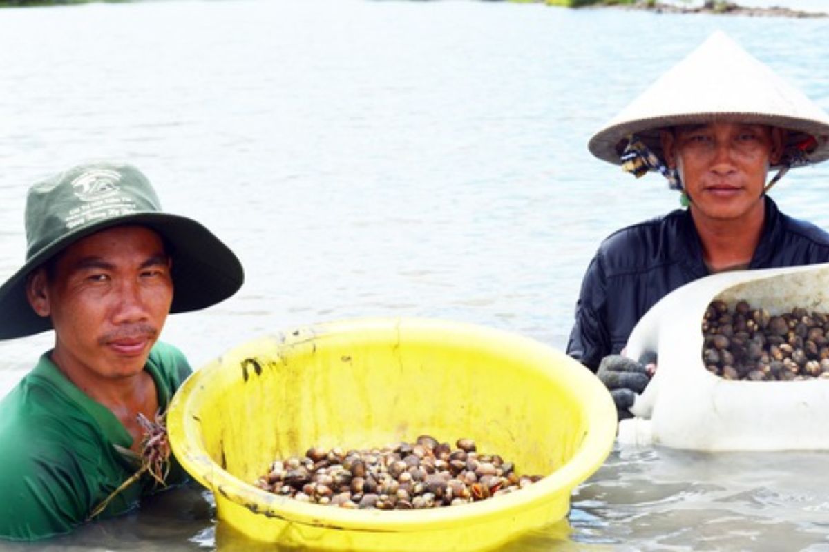 Thu hoạch sò huyết