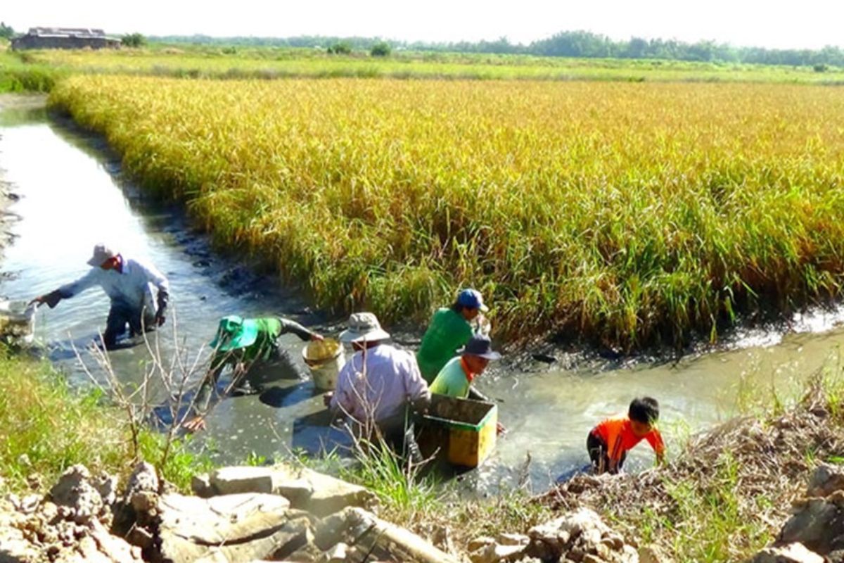 Thu hoạch tôm càng xanh