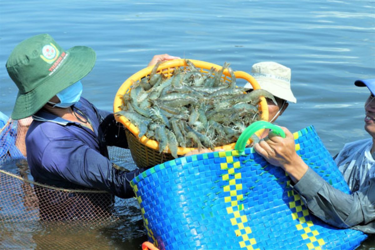 Nông dân thu hoạch tôm sú