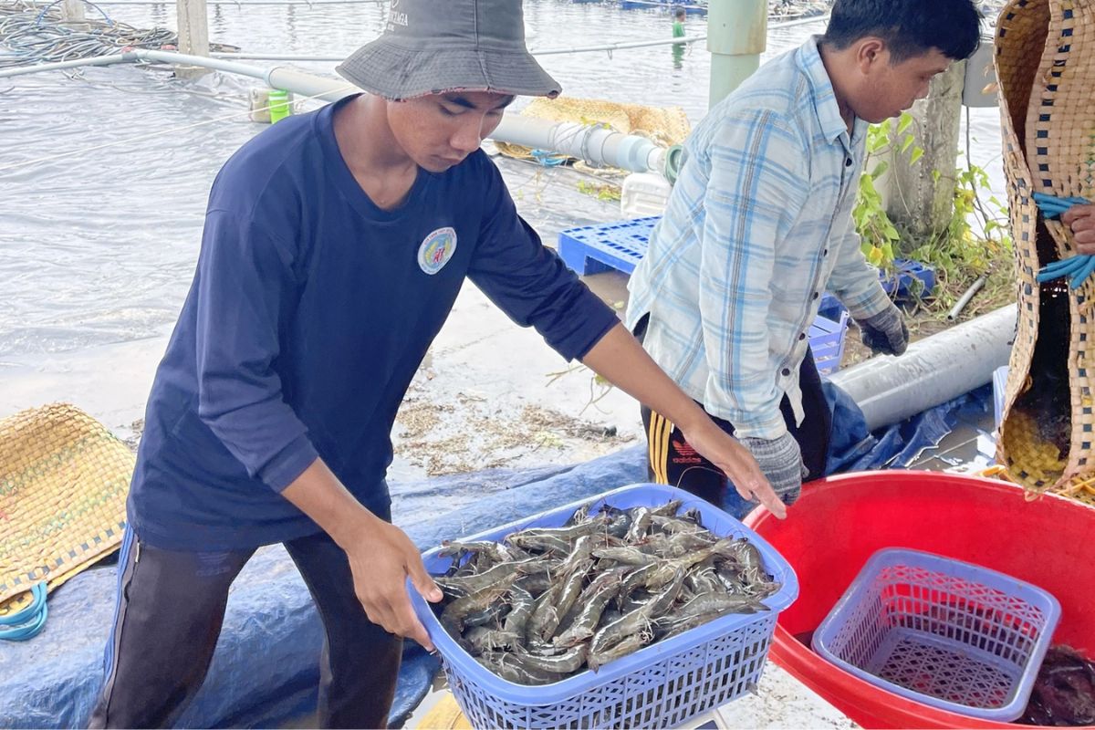 Thu hoạch tôm thẻ