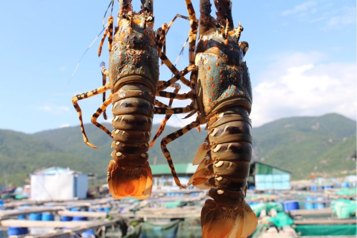 Tôm hùm xuất khẩu