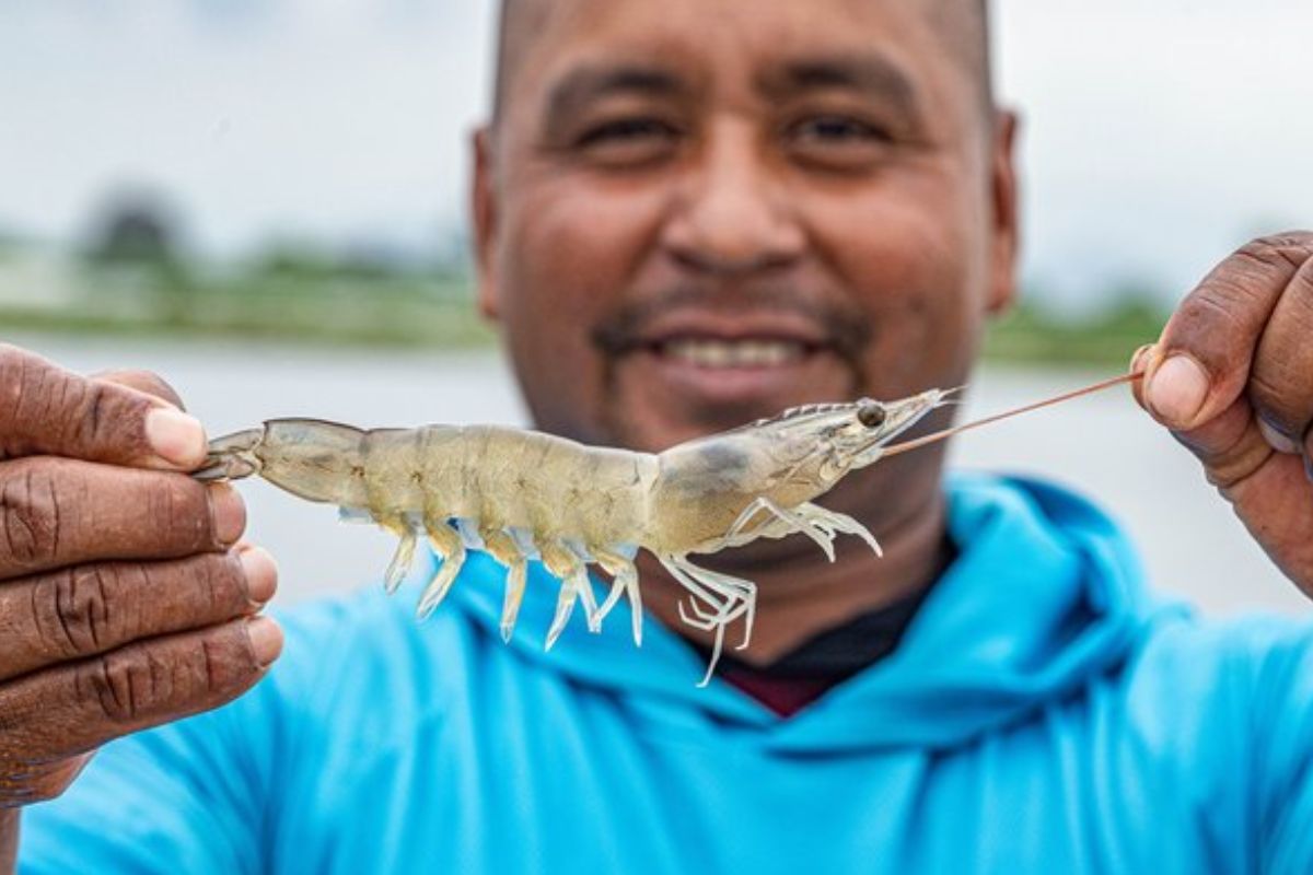 Tôm ở Ecuador