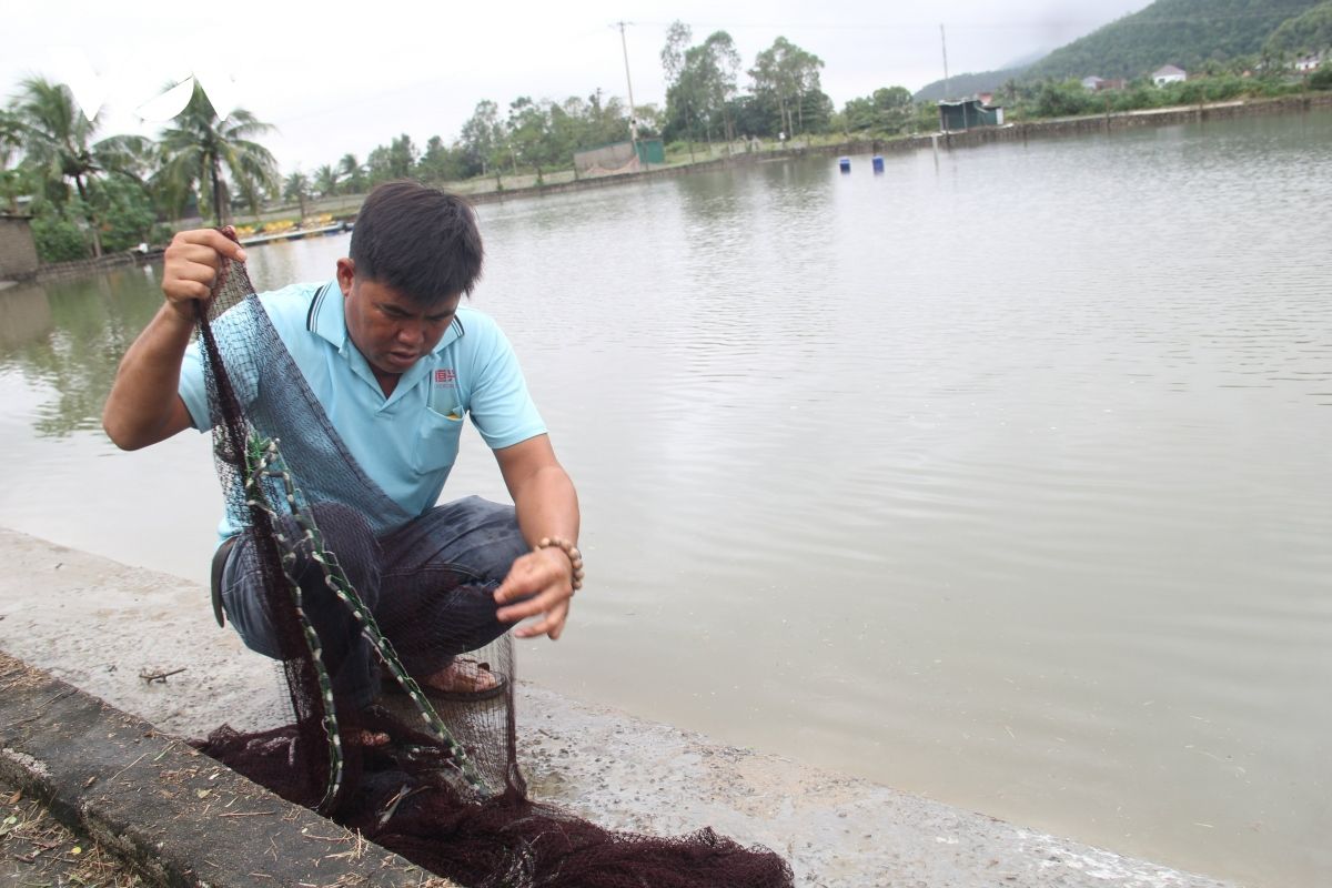 Hồ tôm bị ngập