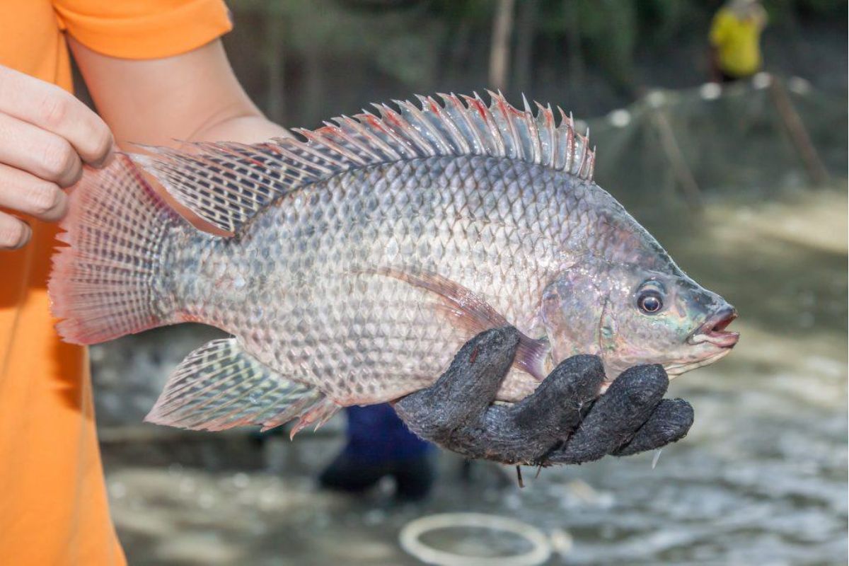 Cá rô phi thương phẩm