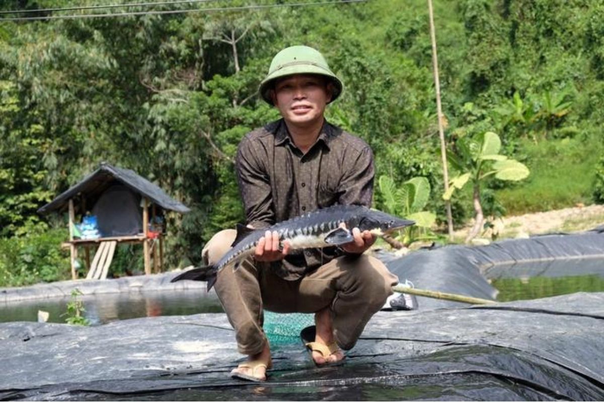 Cá tầm đem lại lợi nhuận cao