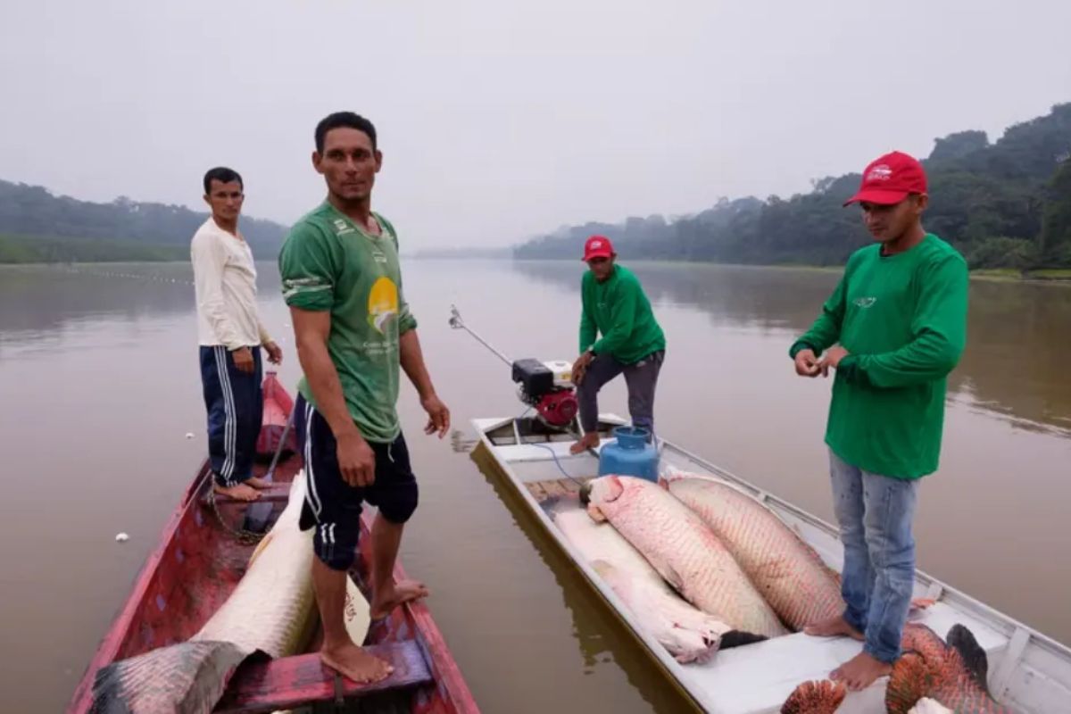 Đánh bắt loài Pirarucu