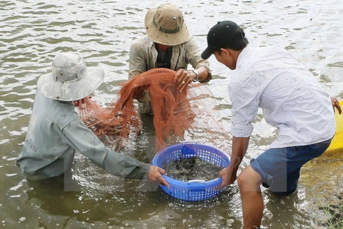 Đánh bắt tôm sú