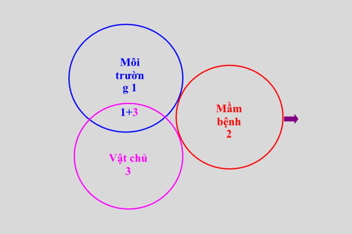 Mối quan hệ giữa các nhân tố gây bệnh 3