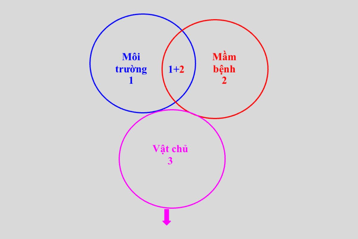 Mối quan hệ giữa các nhân tố gây bệnh 4