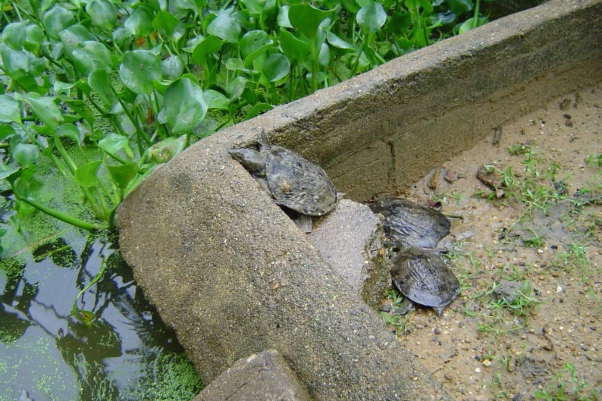 Nuôi ba ba trong bể xi măng.