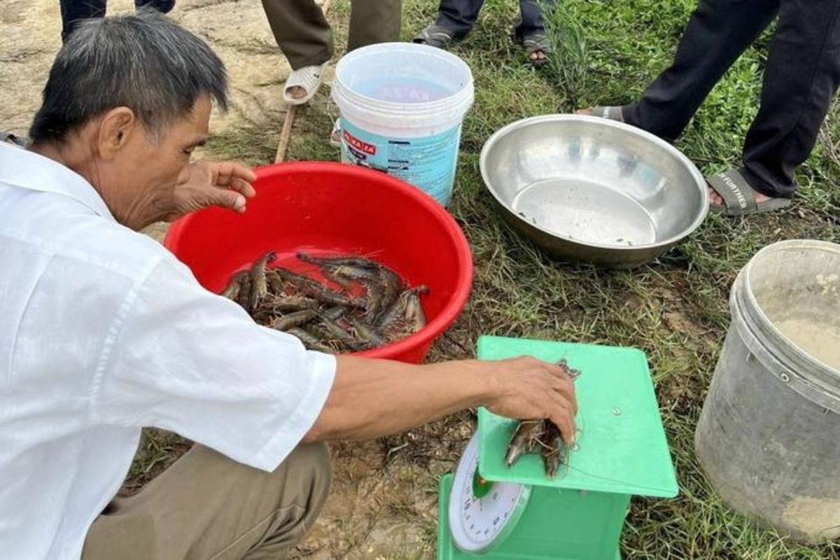 Nuôi xen ghép cho thu nhập cao