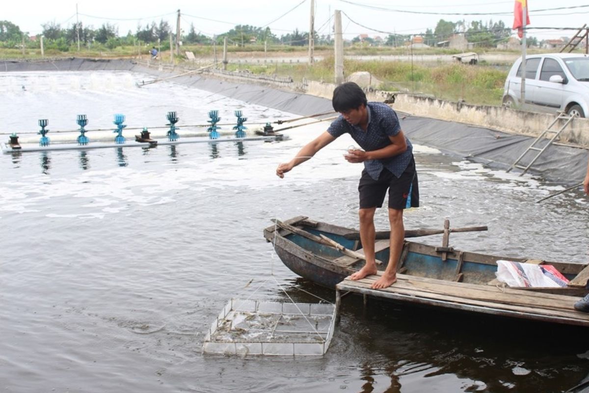 Cho tôm ăn hiệu quả