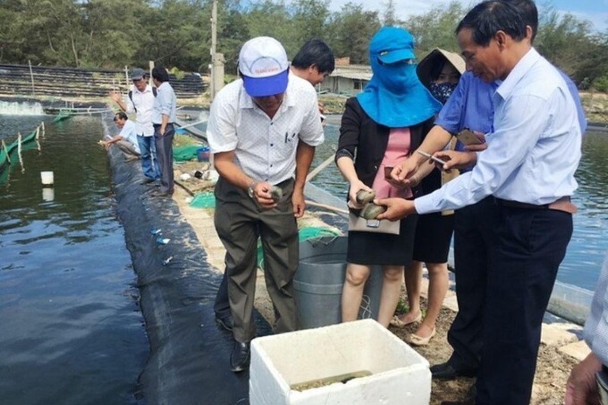 Hải sâm cát