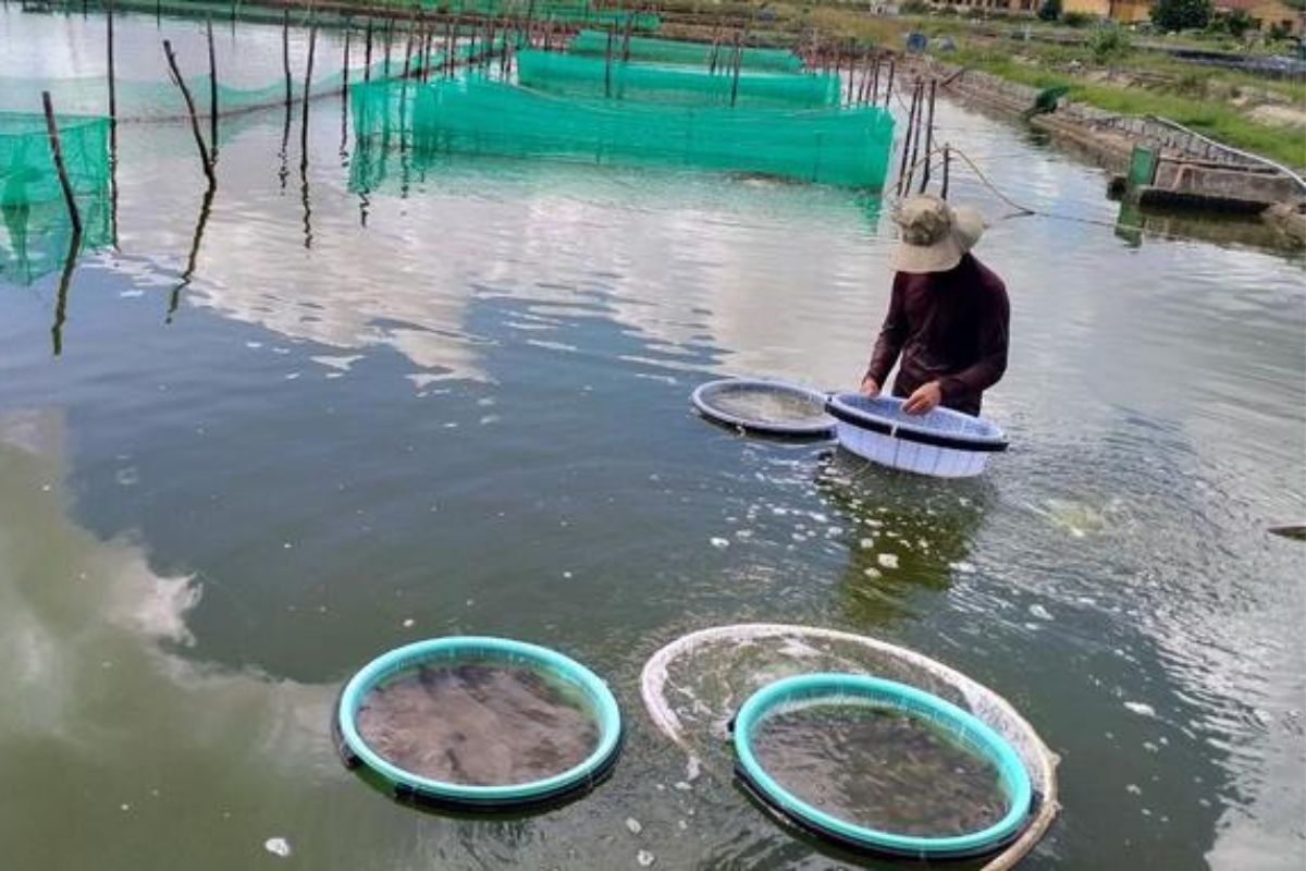 Hải sâm cát