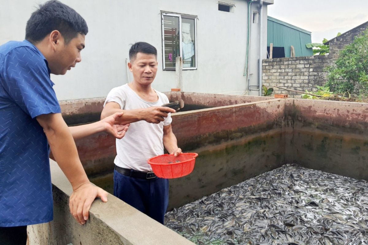 Cơ hội làm giàu với mô hình nuôi cá rô đồng