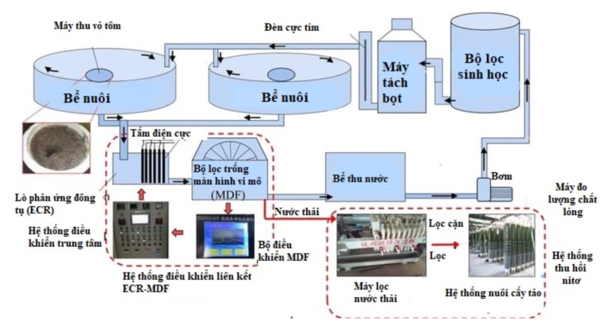 Quá trình hấp thụ của tảo