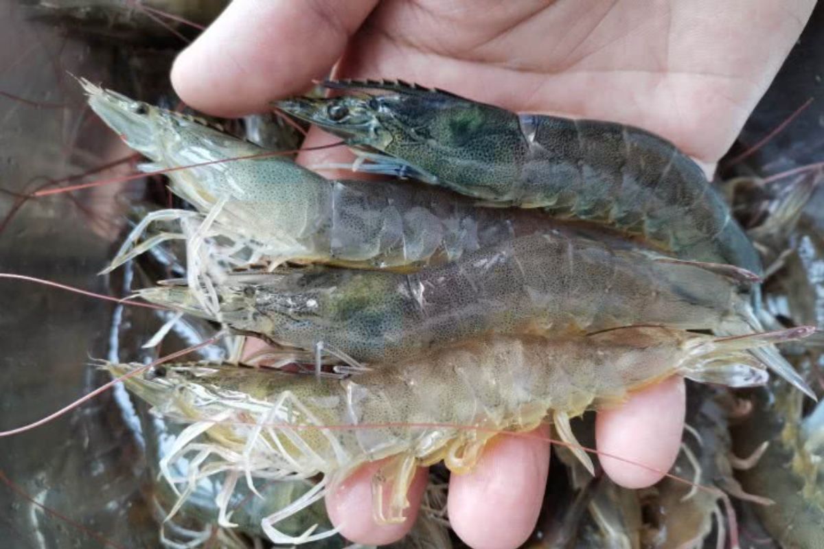 Tôm bị rụng chân