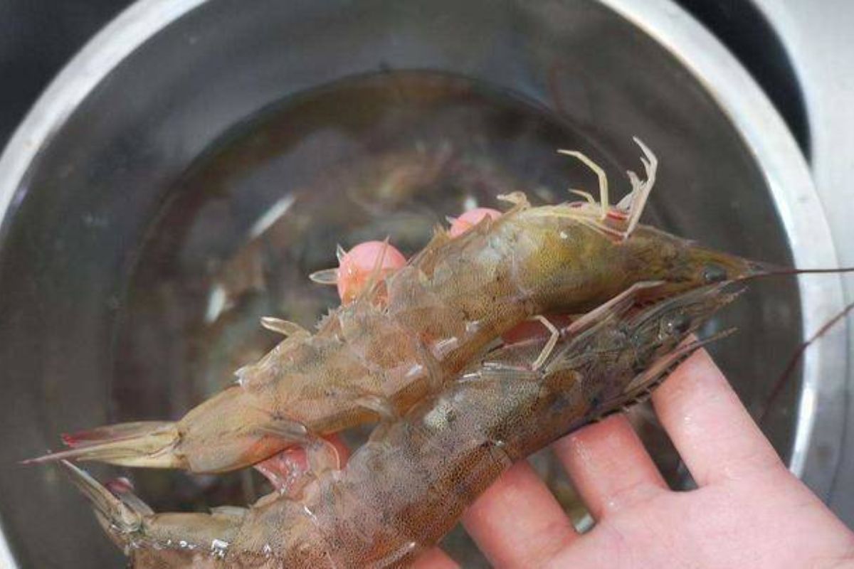 Tôm có vỏ bong tróc