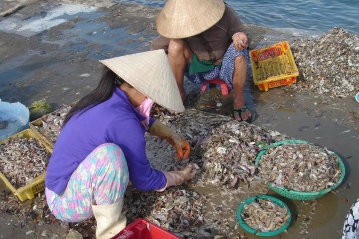 Làm thức ăn cho tôm hùm