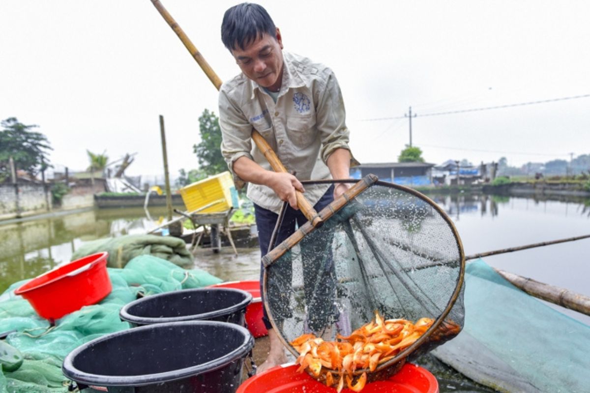 Cá chép đỏ đã được thương lái đặt hàng từ sớm