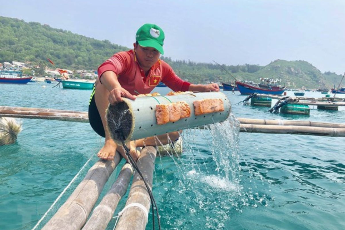 Nghề nuôi mực giúp giữ chân thanh niên ở lại đảo