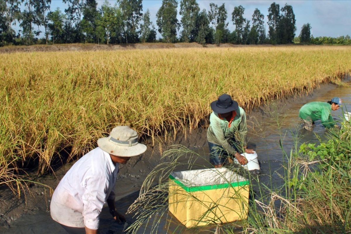 Mô hình nuôi tôm càng xanh trên đất lúa 1 vụ