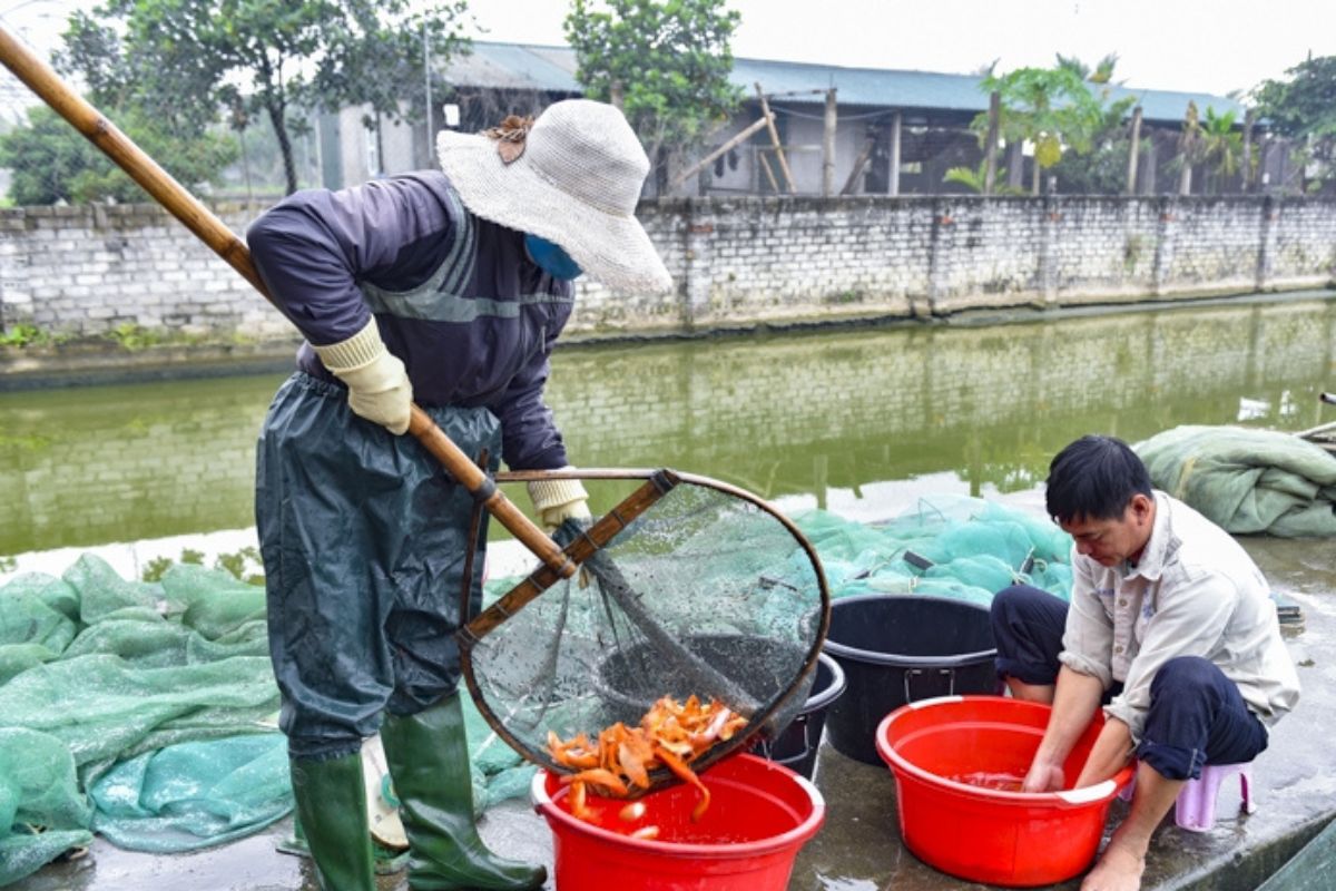 Hồ hởi thu hoạch các chép đỏ