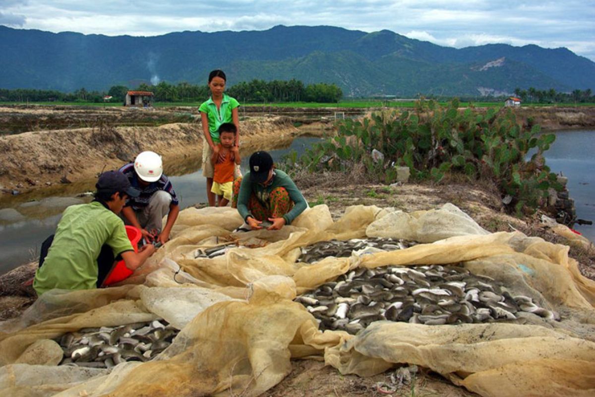 Nuôi đơn trong ao