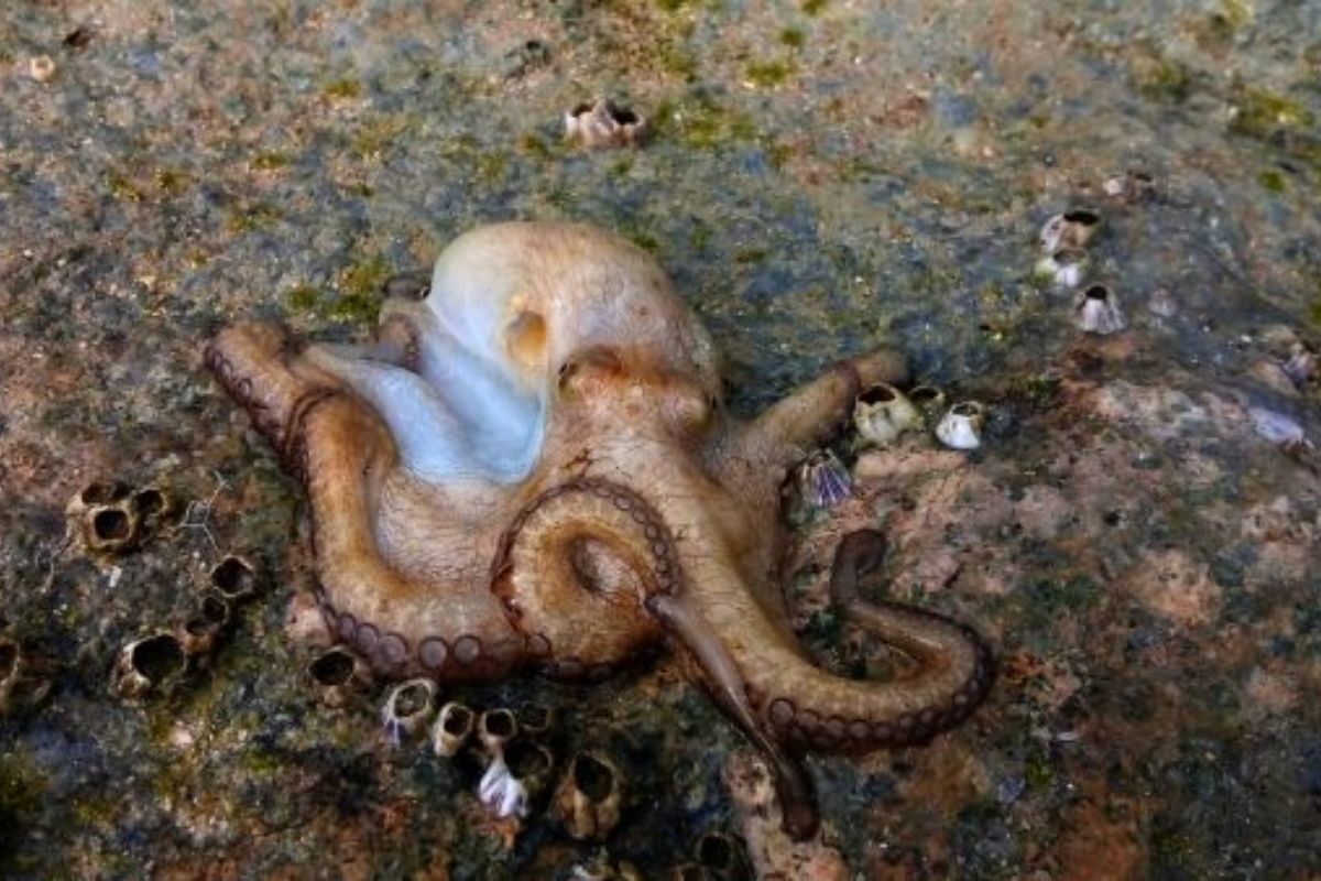 Octopus maya