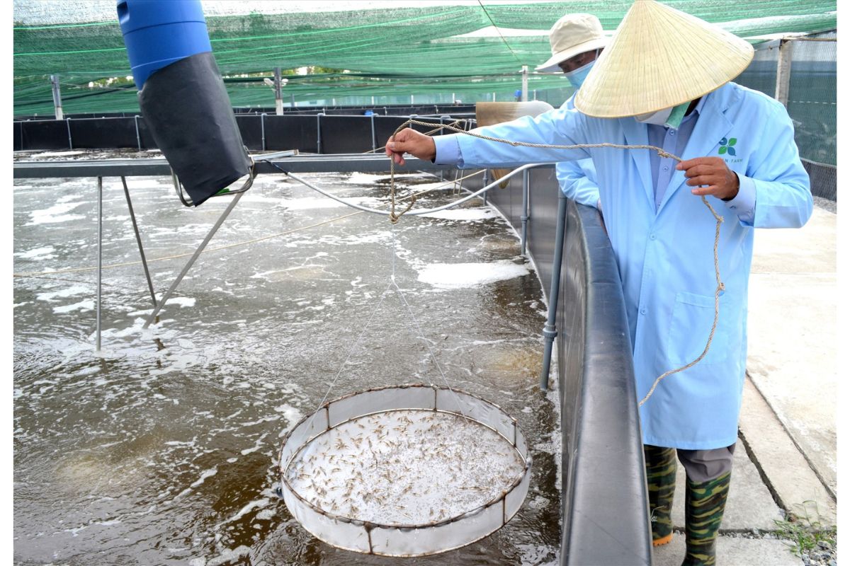 Kiểm tra tôm nuôi