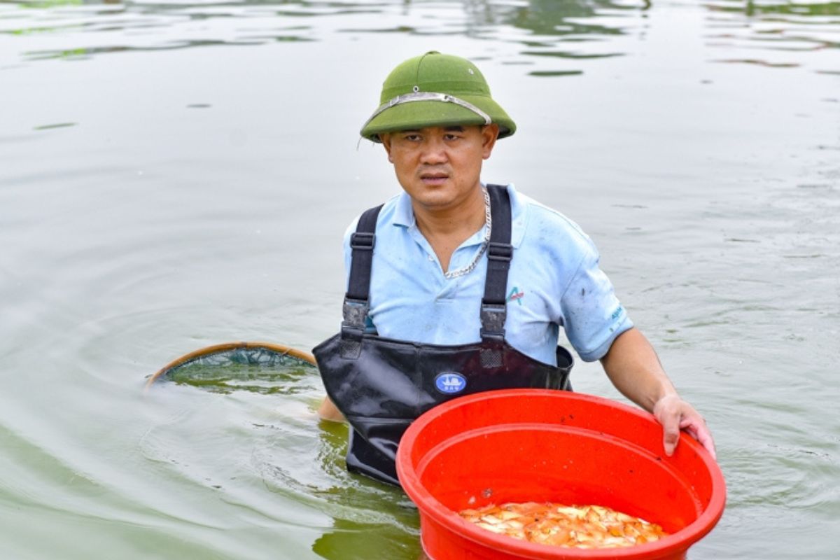 Nuôi cá chép phục vụ nhu cầu cuối năm của bà con