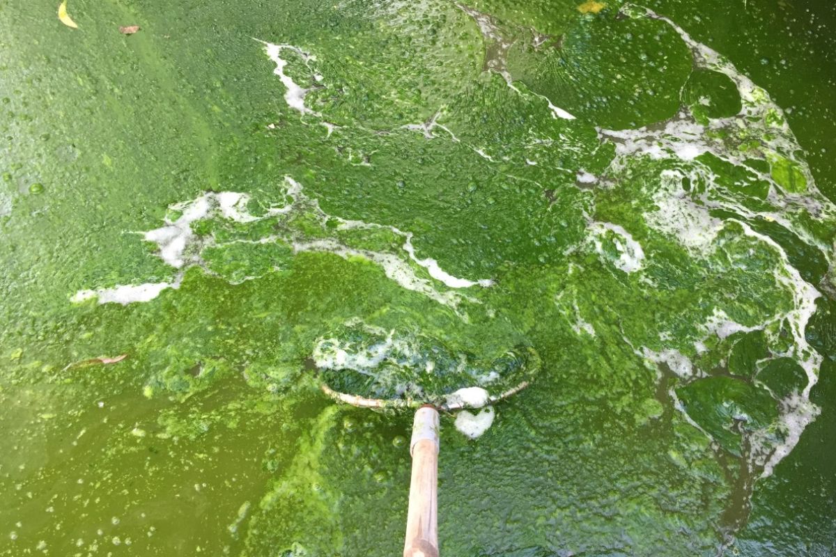 Xử lý tảo trong ao