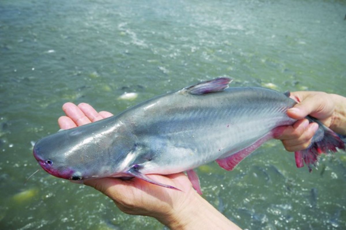 Top 4 loài cá da trơn phổ biến ở Việt Nam