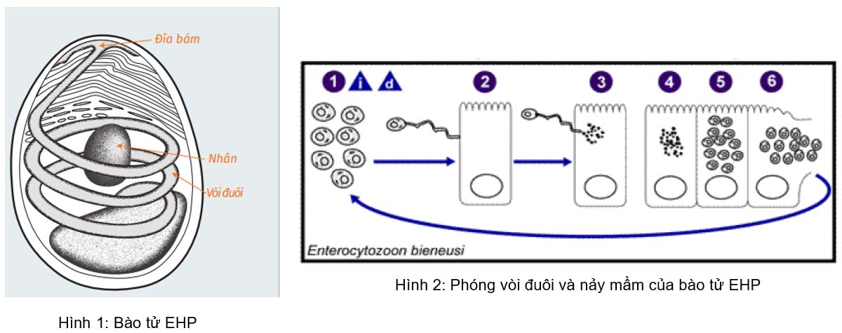 bào tử EHP