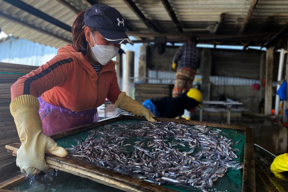 Hấp cá cơm