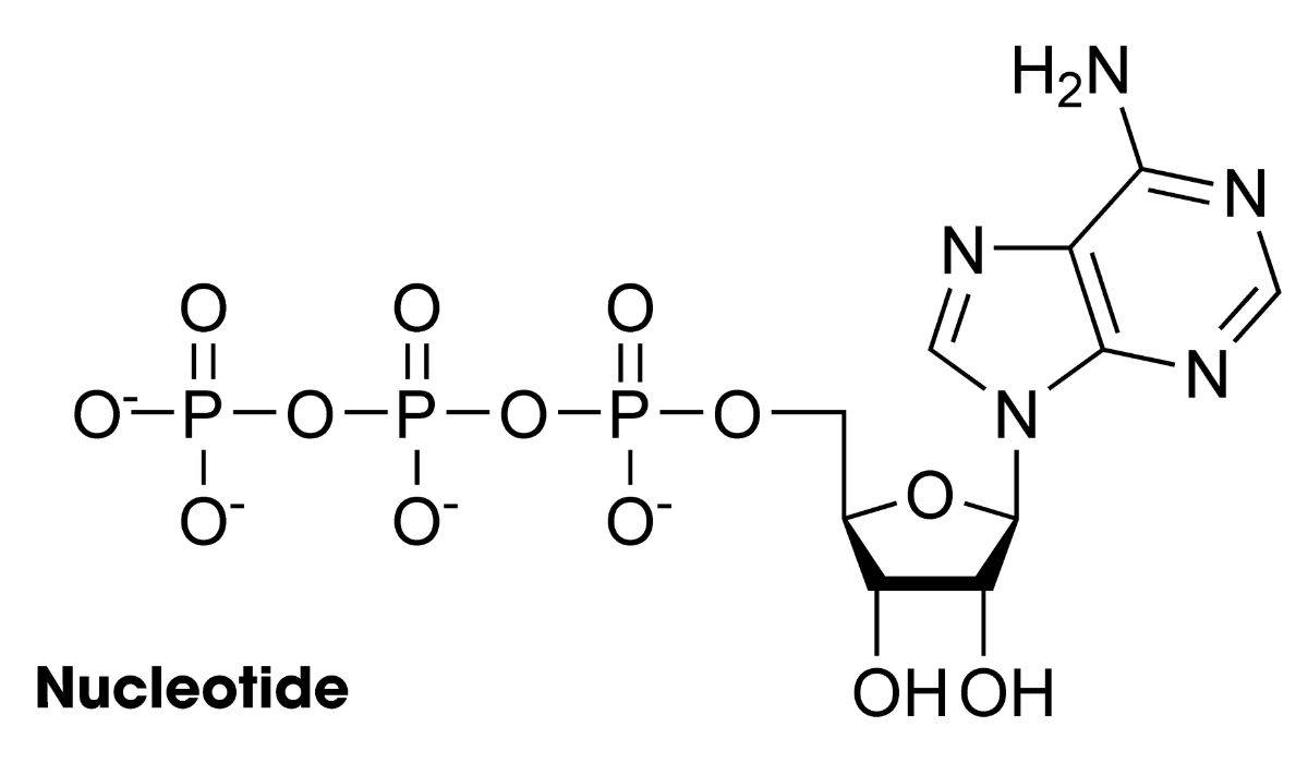 Nucleotide