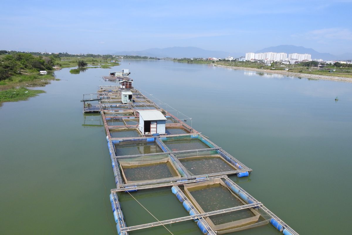 Nuôi lồng bè