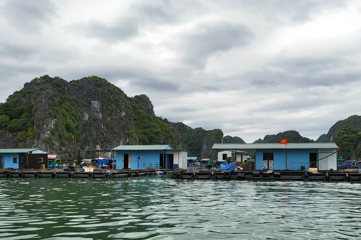 Lồng bè