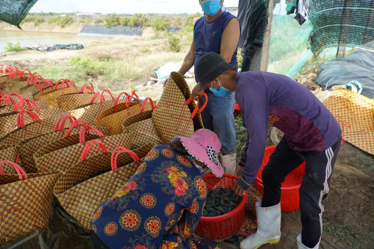 Tôm thẻ chân trắng