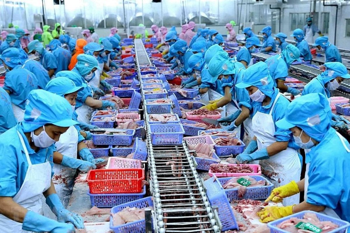 Chế biến cá
