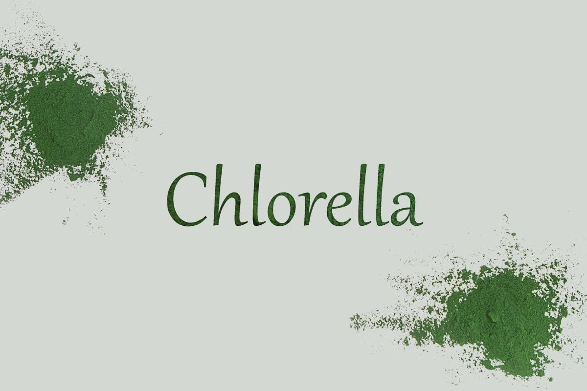 Tảo Chlorella