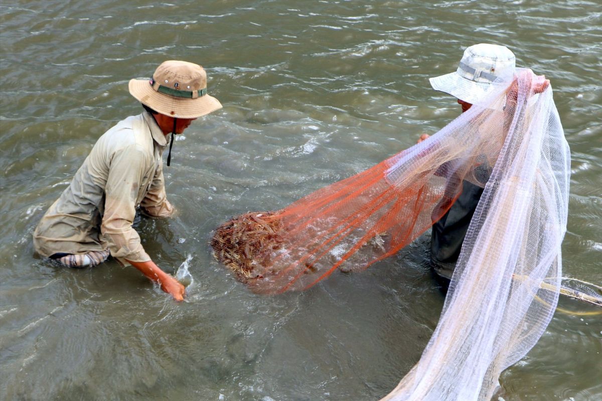 Thu hoạch tôm