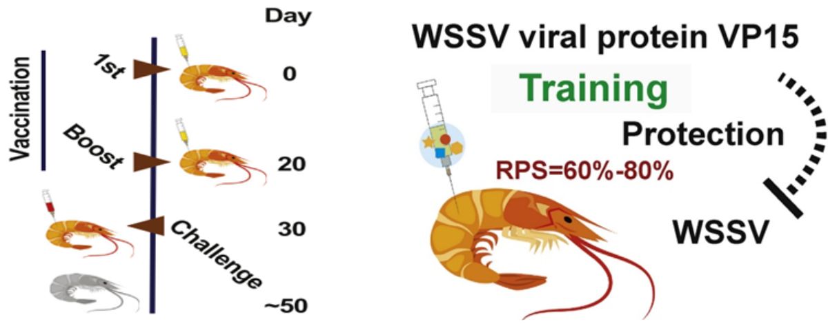 Vaccine protein VP15