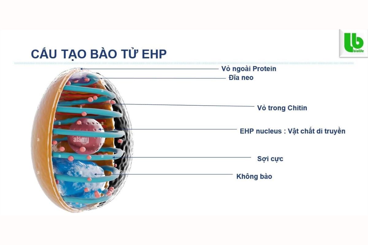 Cấu tạo bào tử EHP