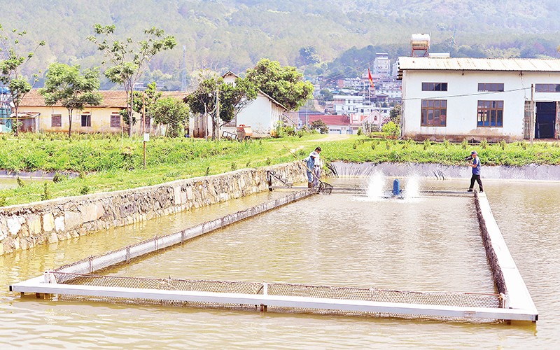 nuôi cá tầm trong ao đất