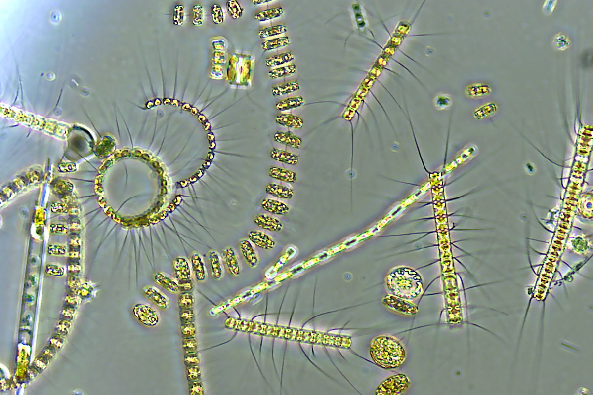 Phytoplankton