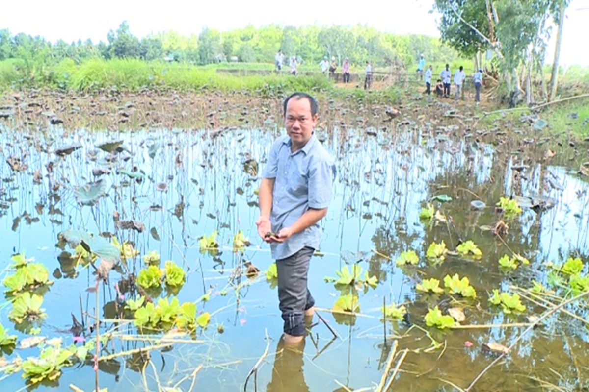 Nuôi ốc bươu đen