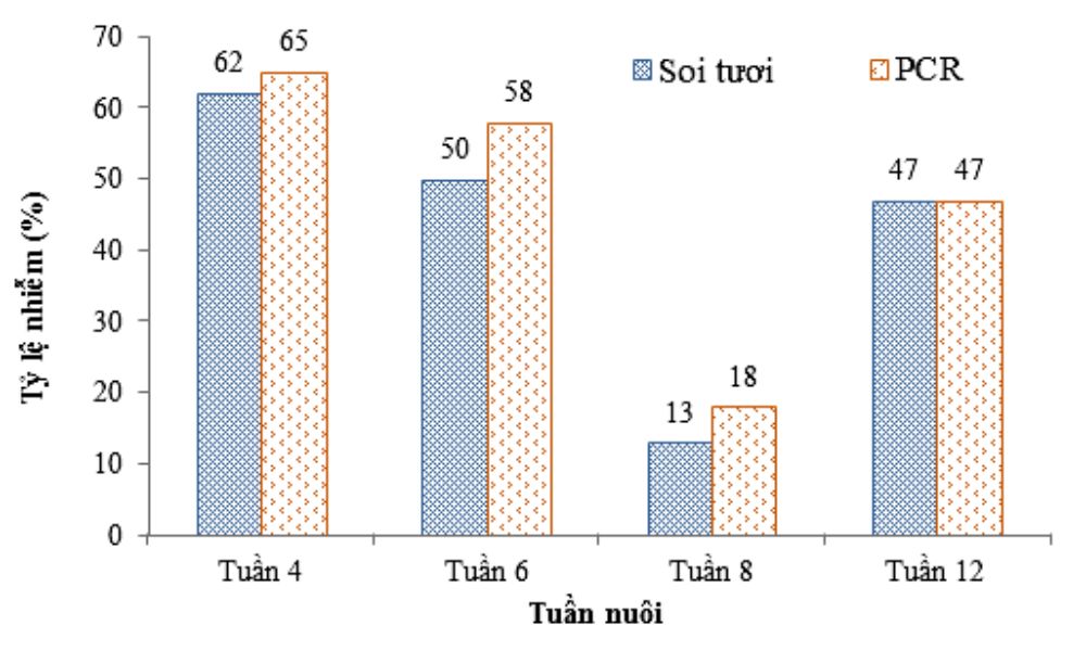 Tỷ lệ nhiễm bệnh